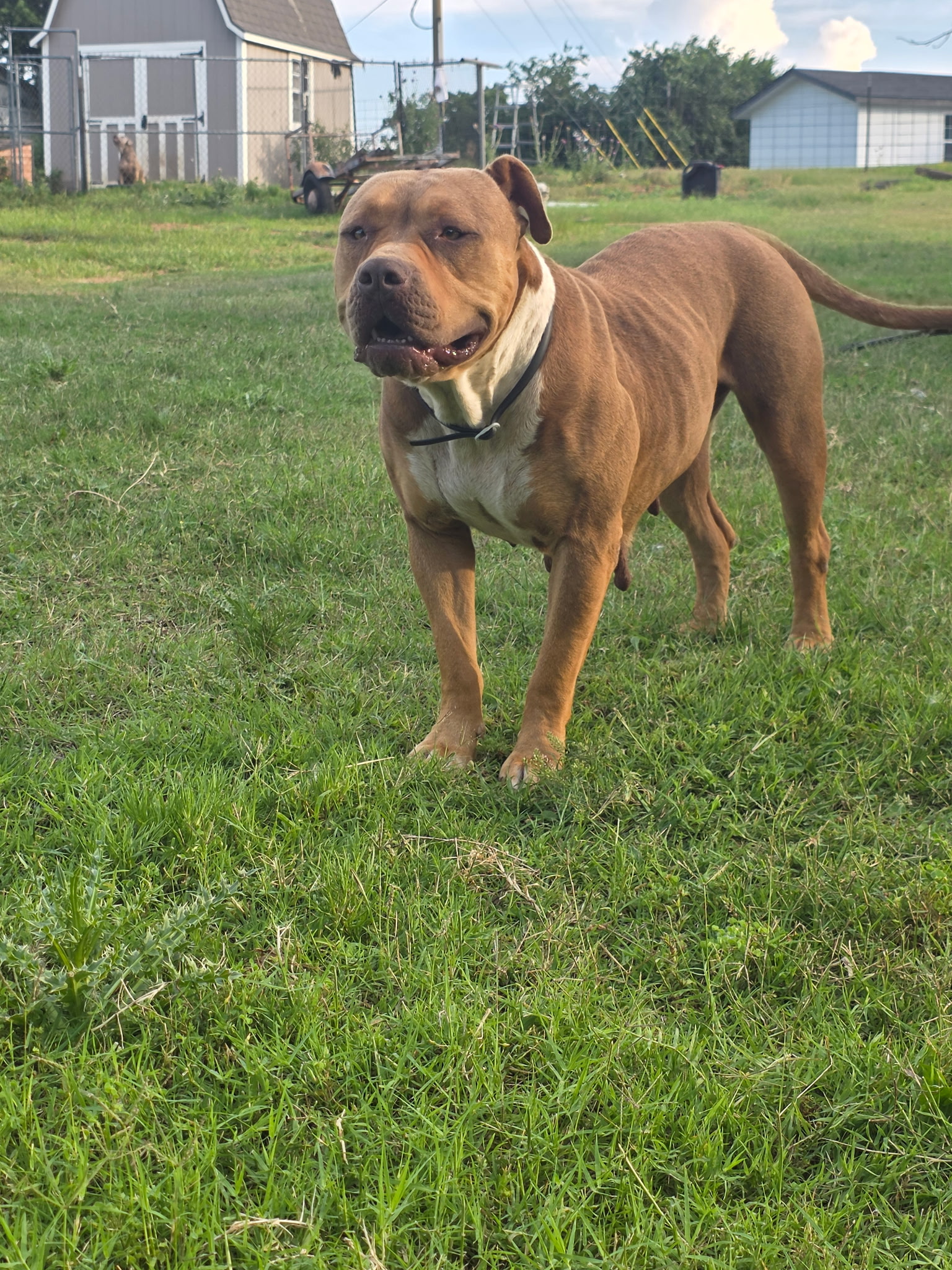 Dog Featured Image