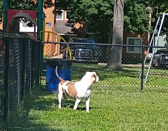 Dog Featured Image