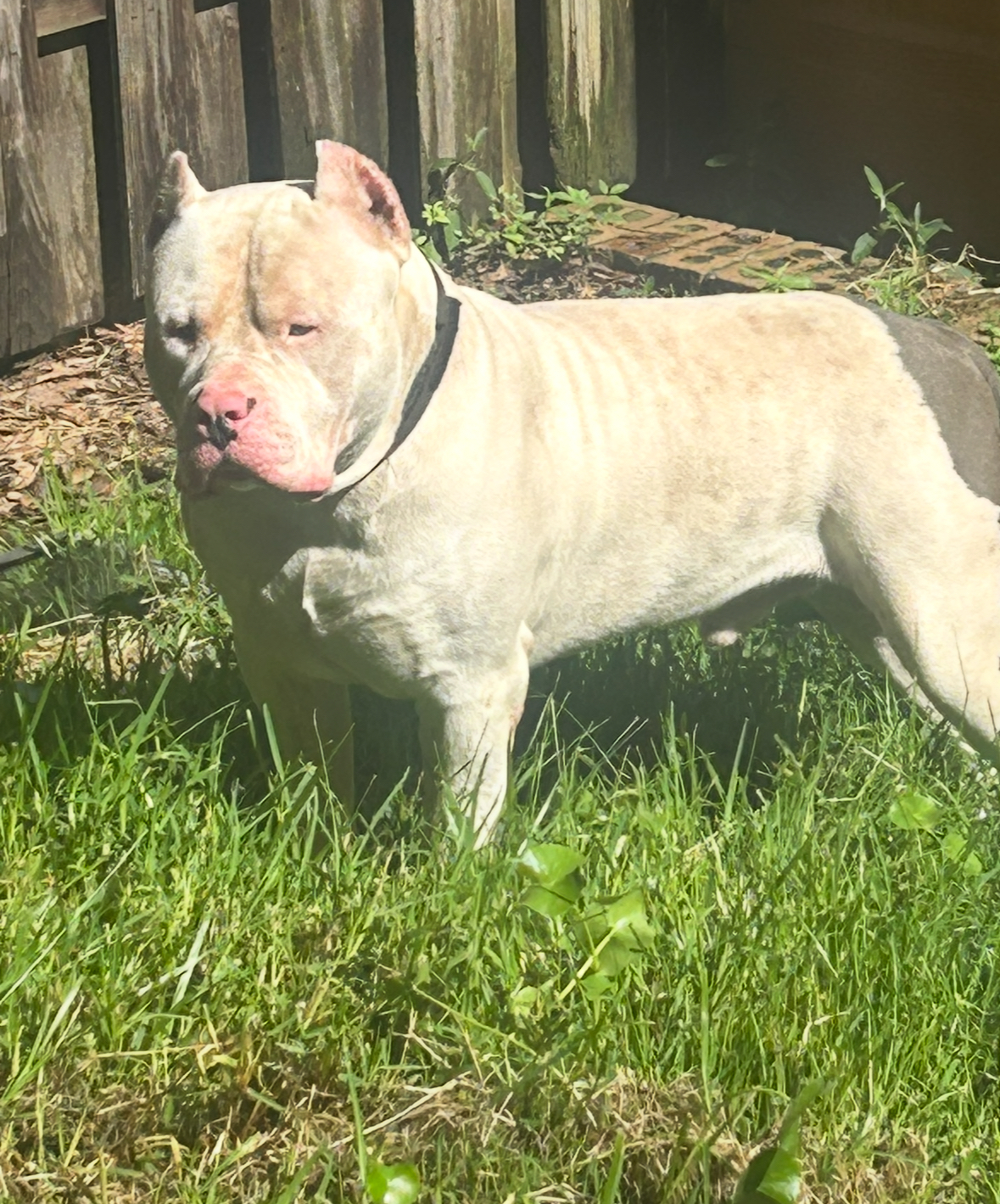 Dog Featured Image