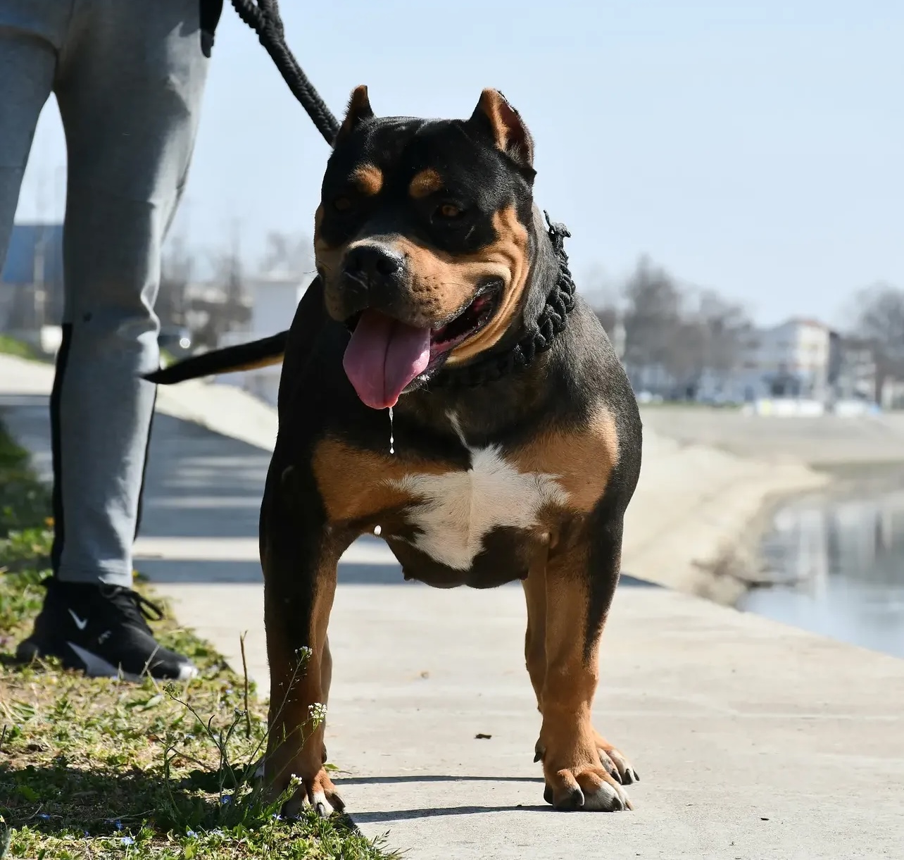Dog Featured Image