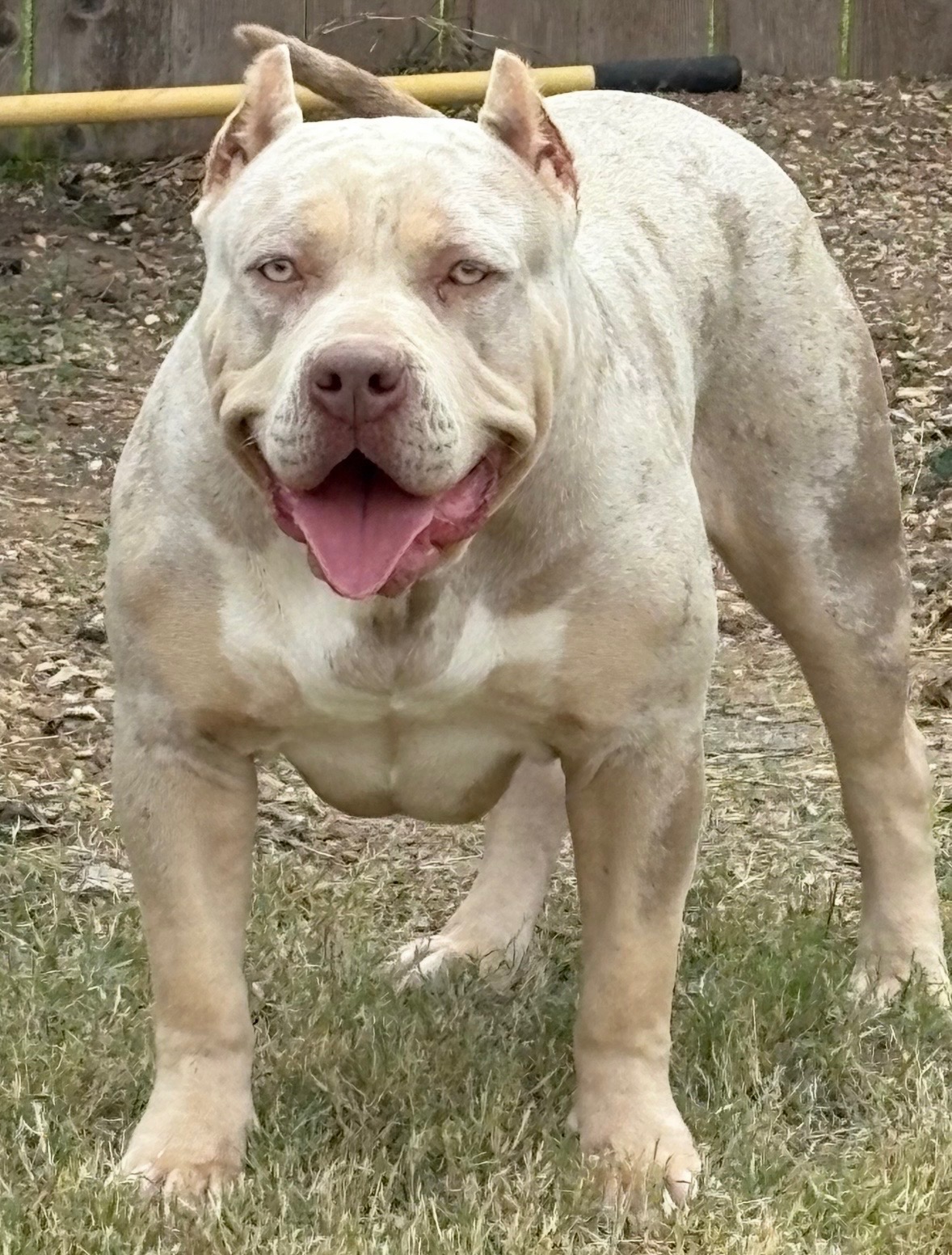 Dog Featured Image