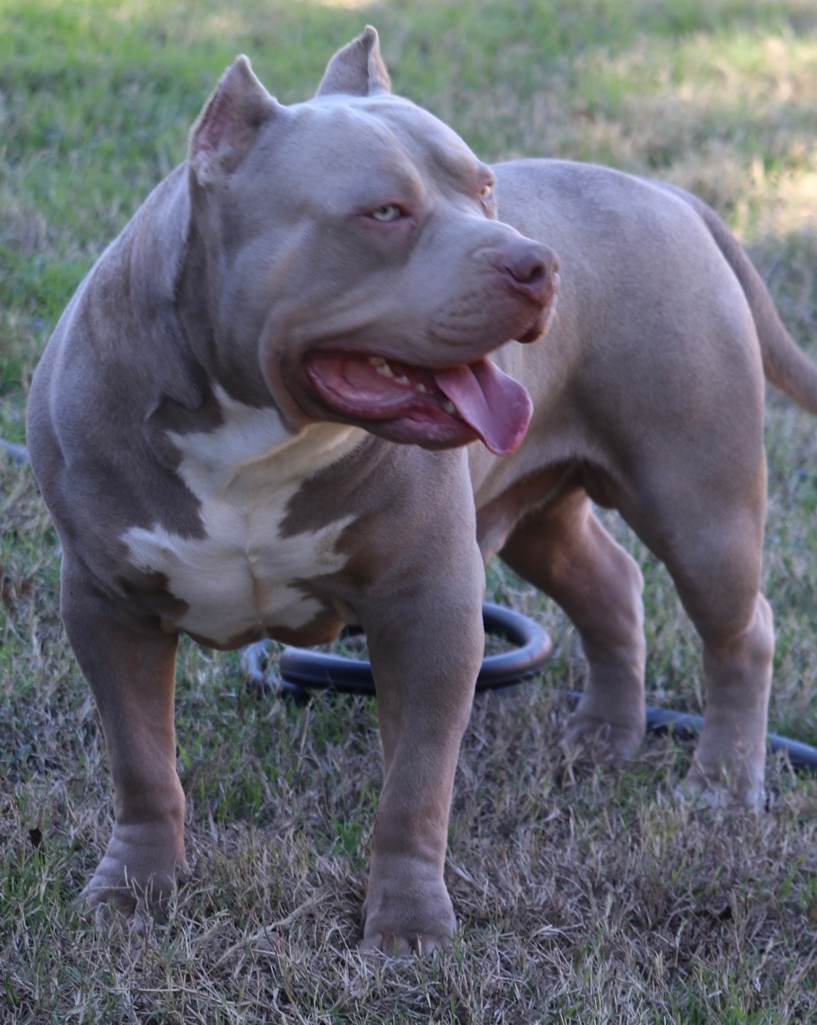 Dog Featured Image