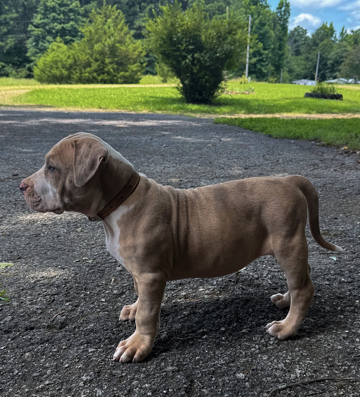 Dog Featured Image