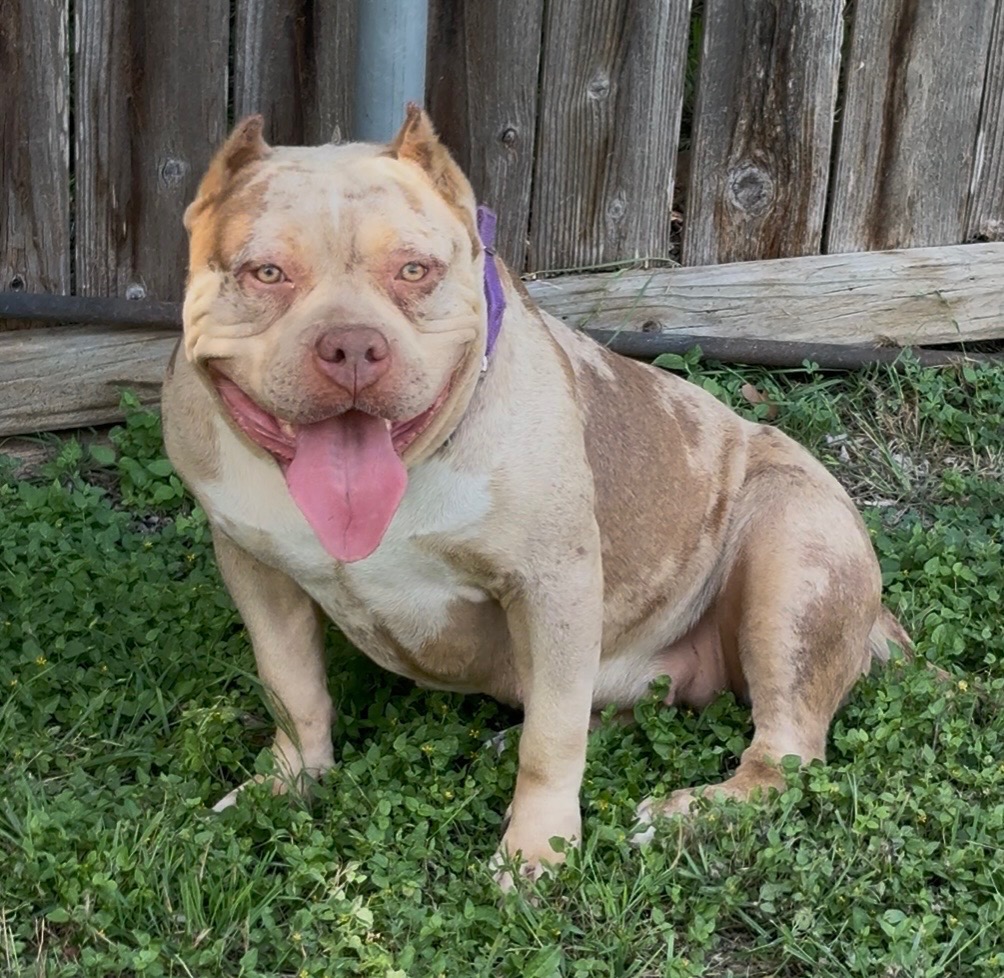 Dog Featured Image