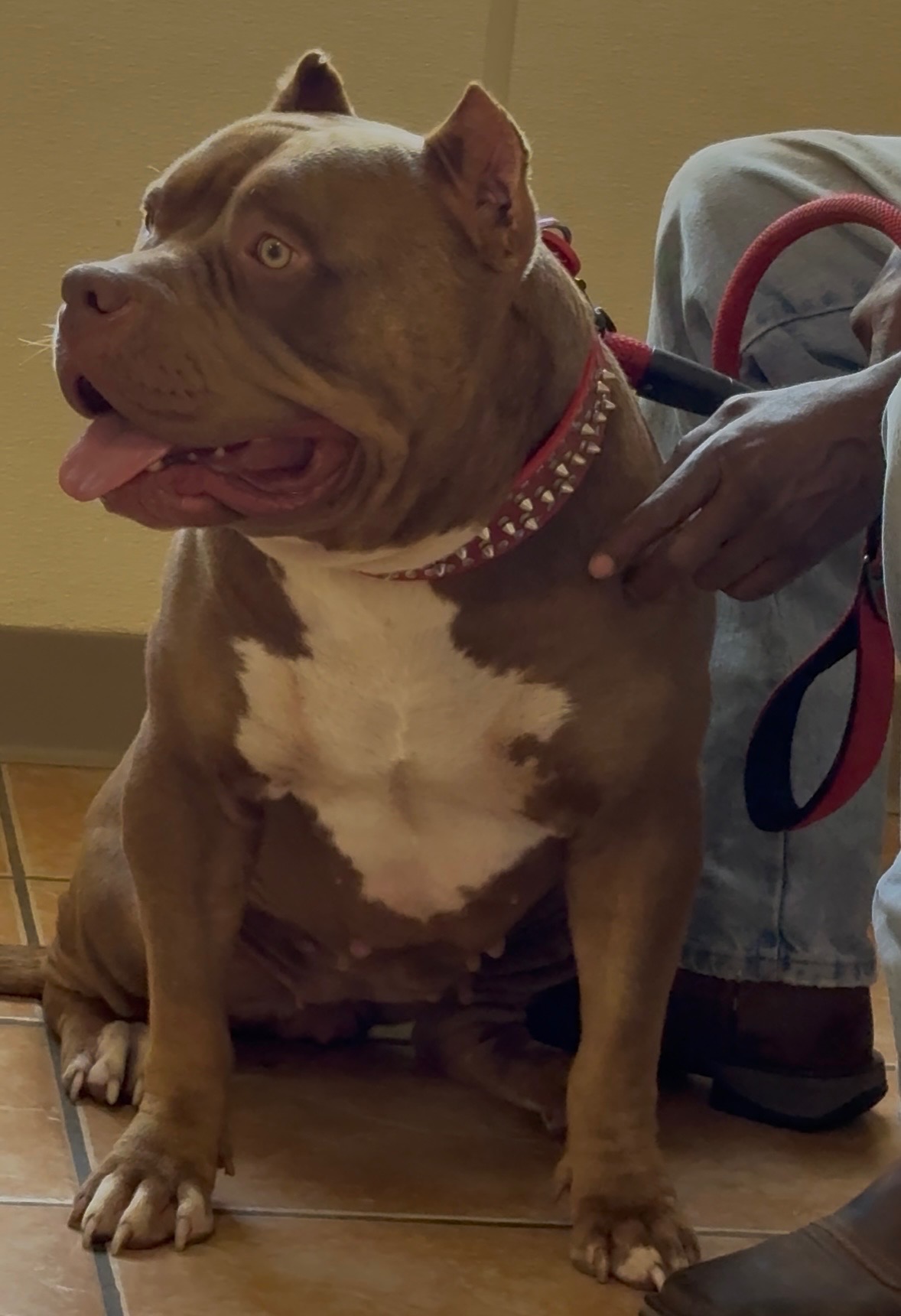 Dog Featured Image