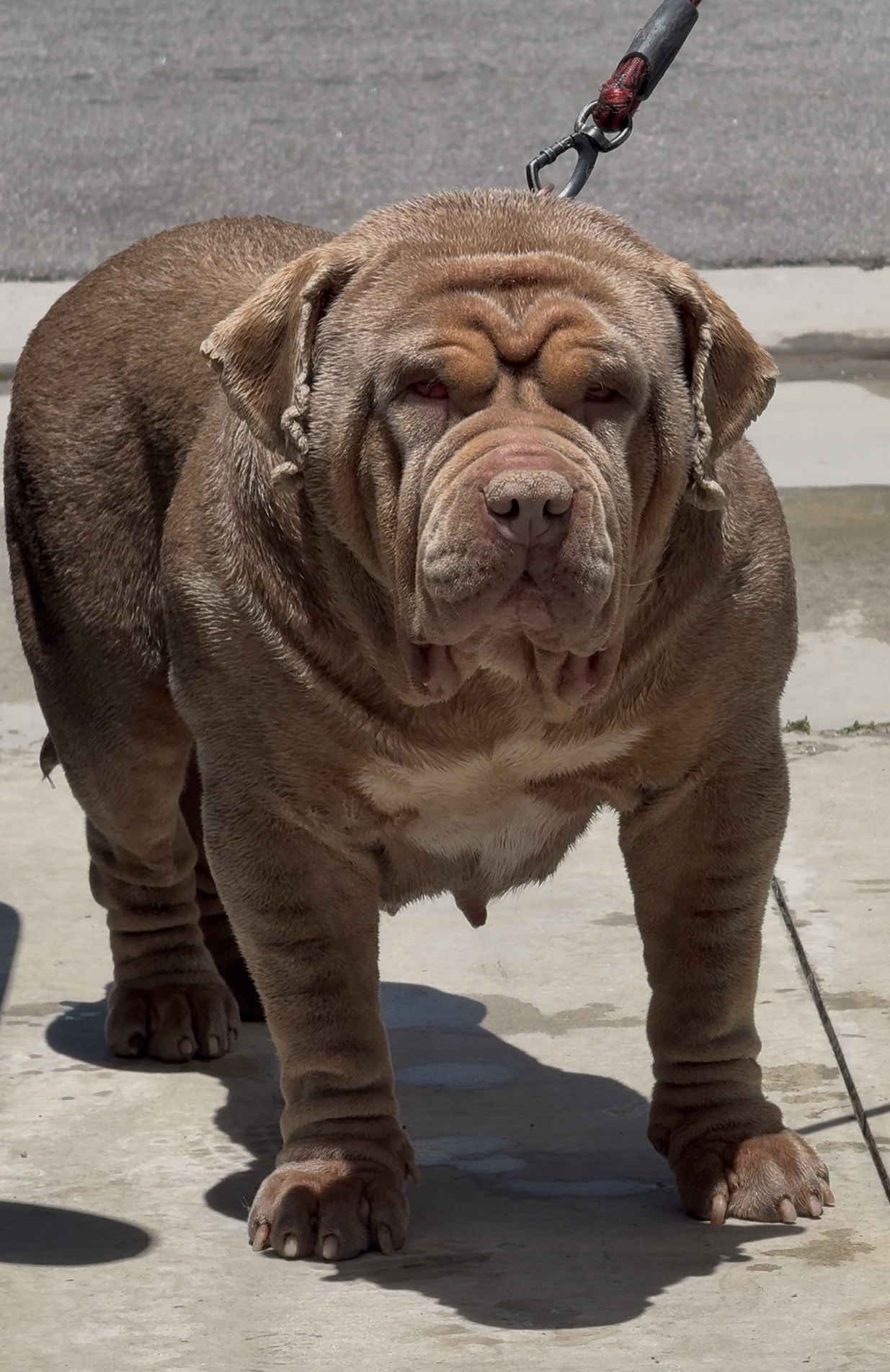 Dog Featured Image