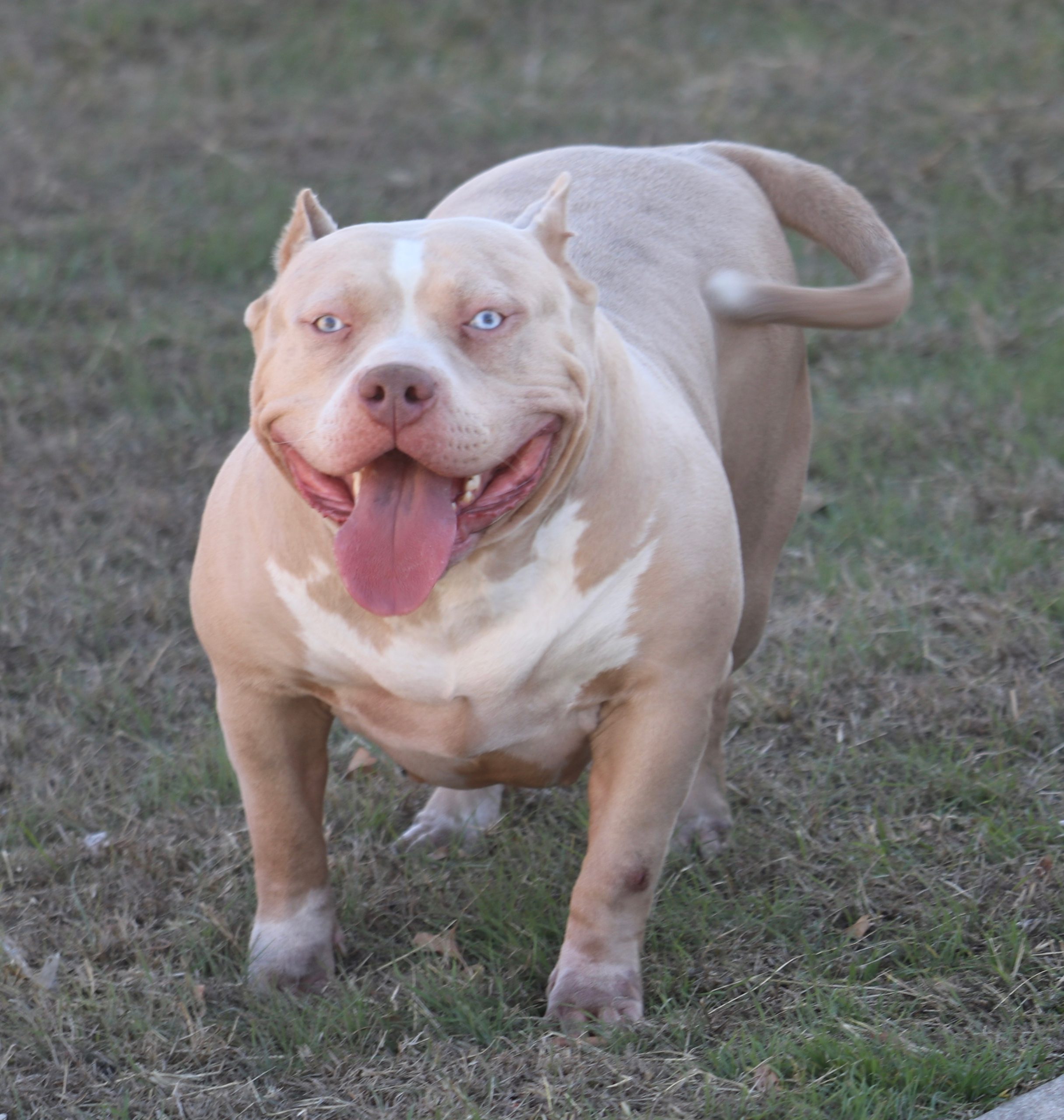 Dog Featured Image