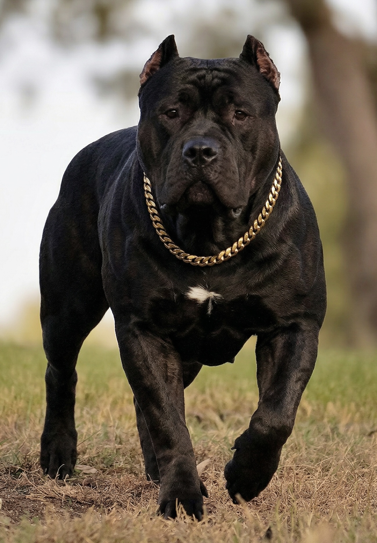 Dog Featured Image