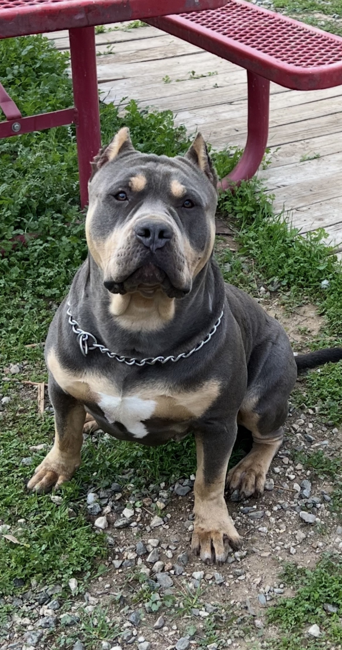 Dog Featured Image