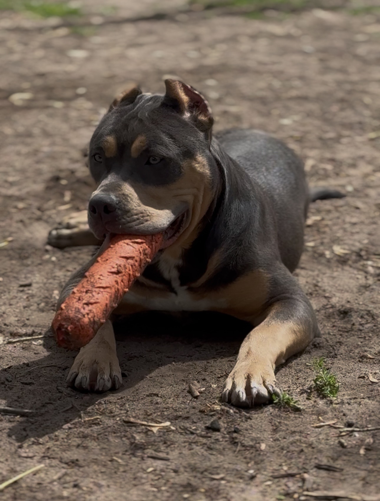 Dog Featured Image