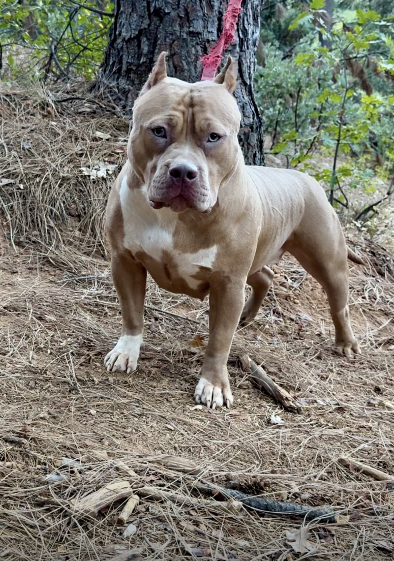 Dog Featured Image