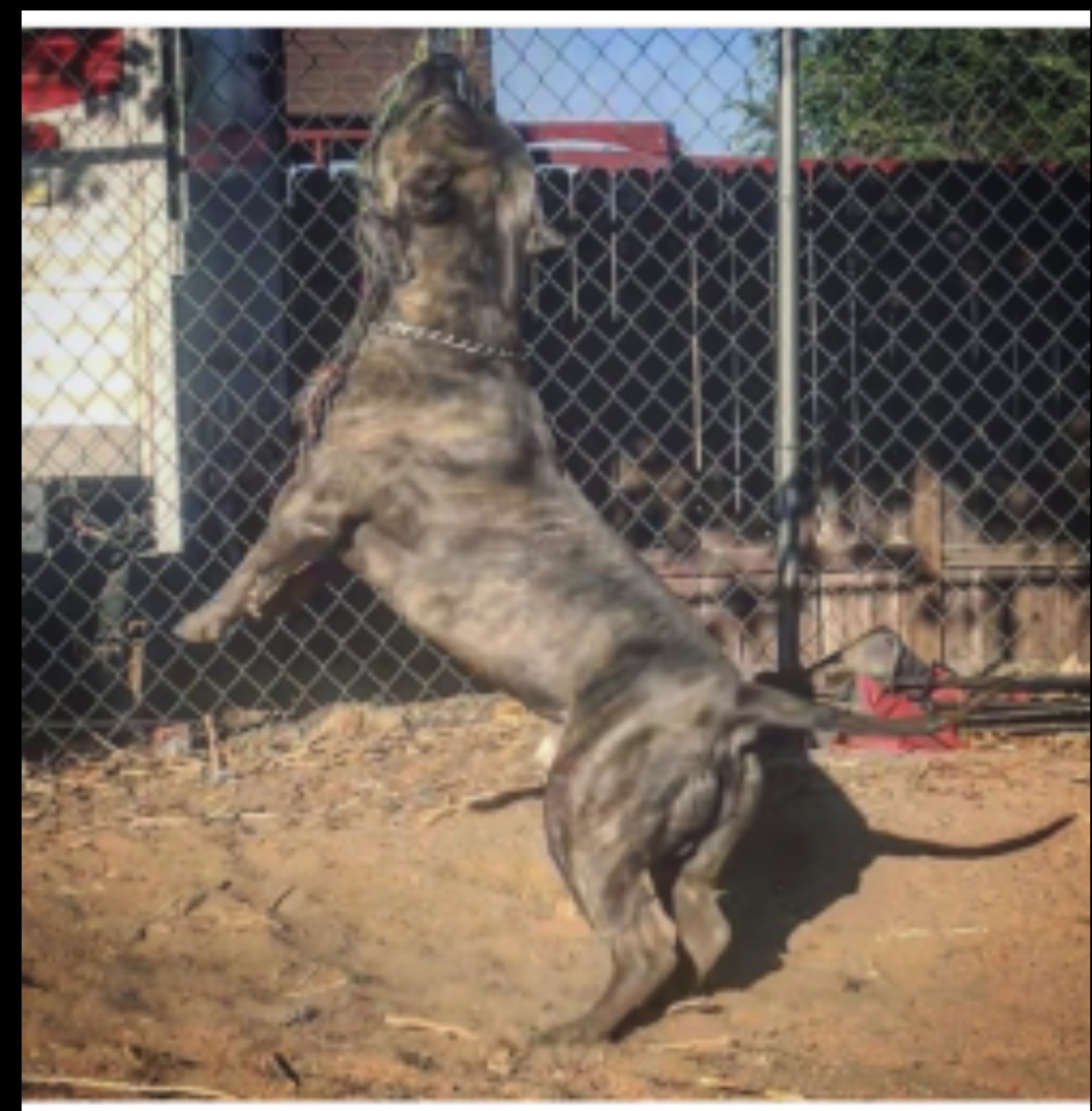 Dog Featured Image