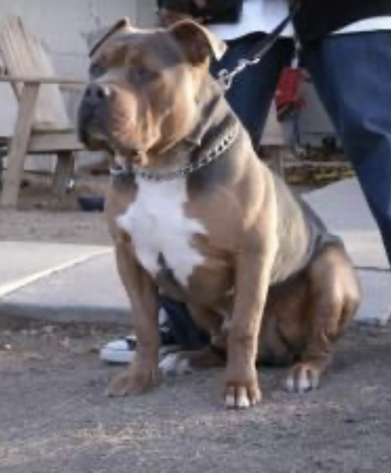 Dog Featured Image