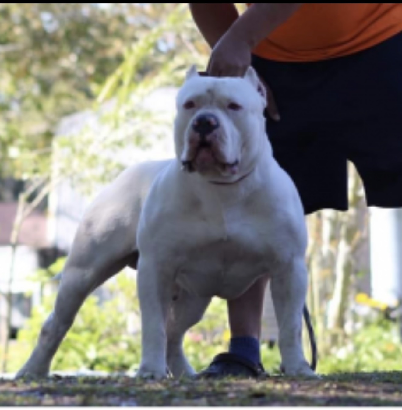 Dog Featured Image