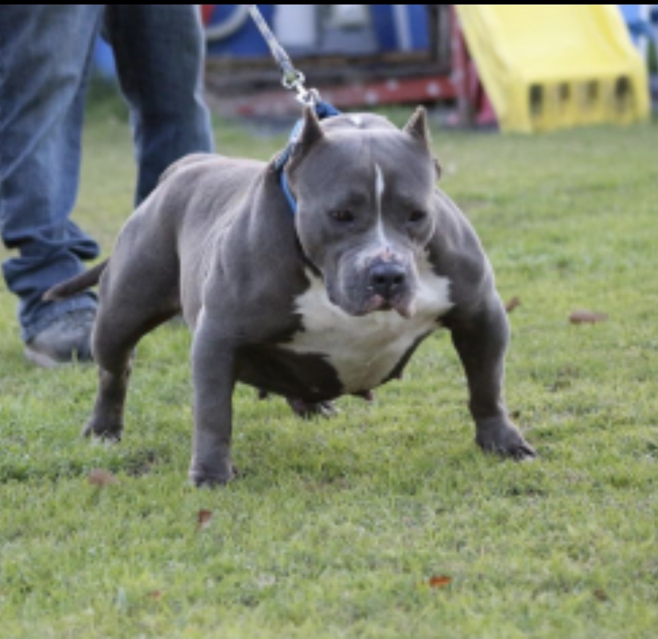 Dog Featured Image
