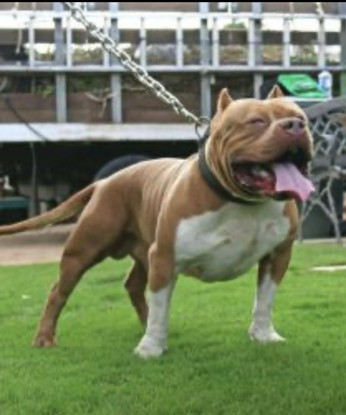 Dog Featured Image
