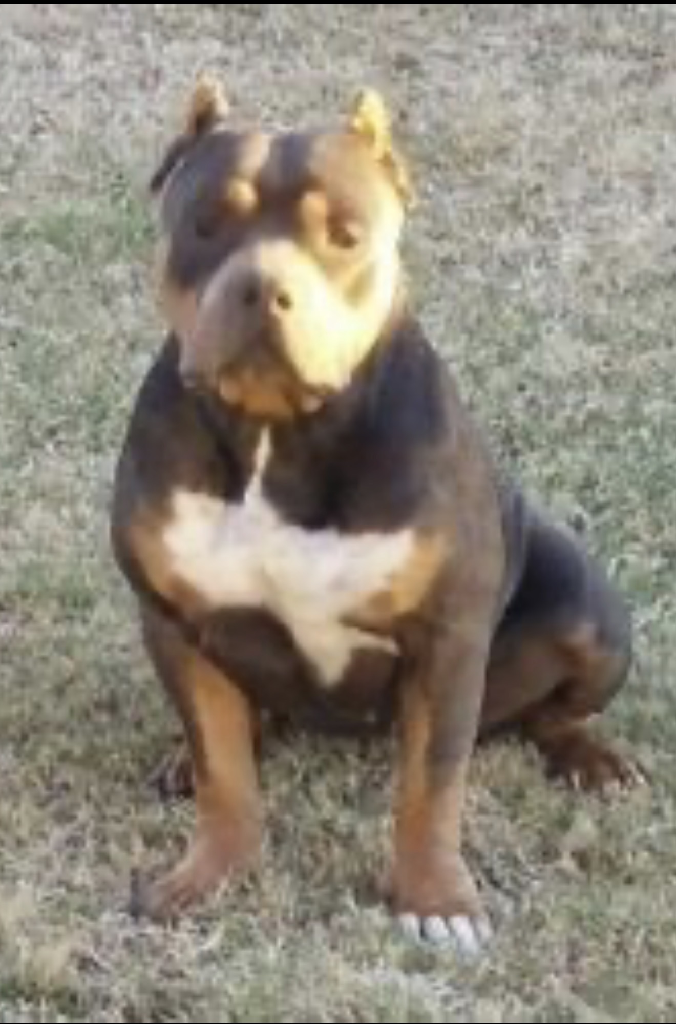 Dog Featured Image