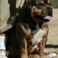 Dog Featured Image