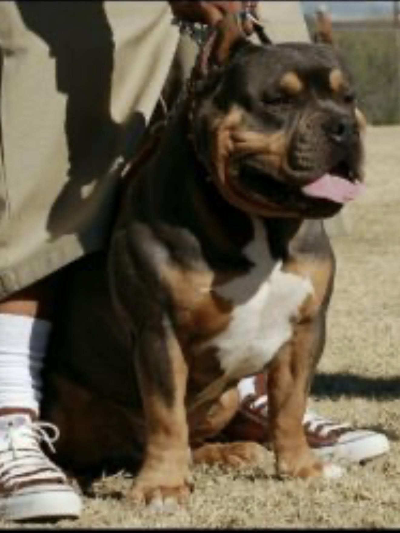 Dog Featured Image