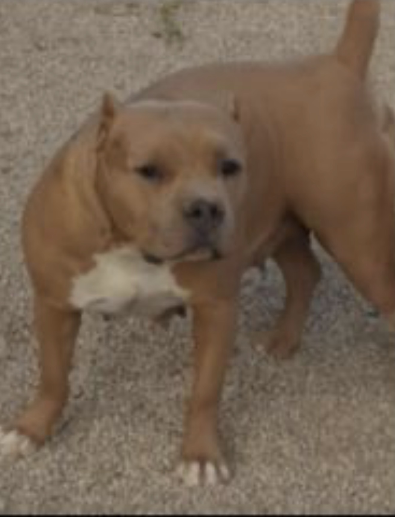 Dog Featured Image