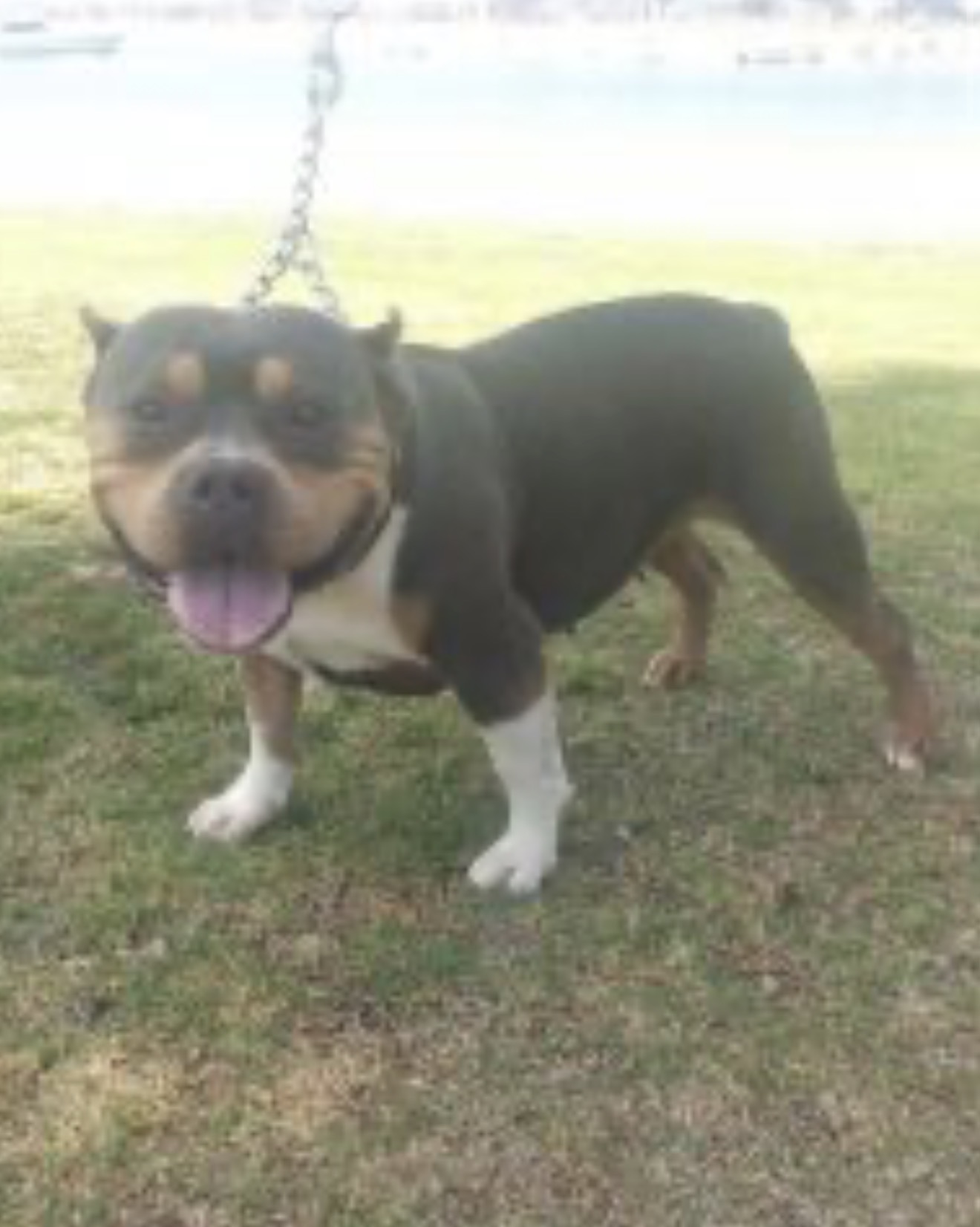 Dog Featured Image