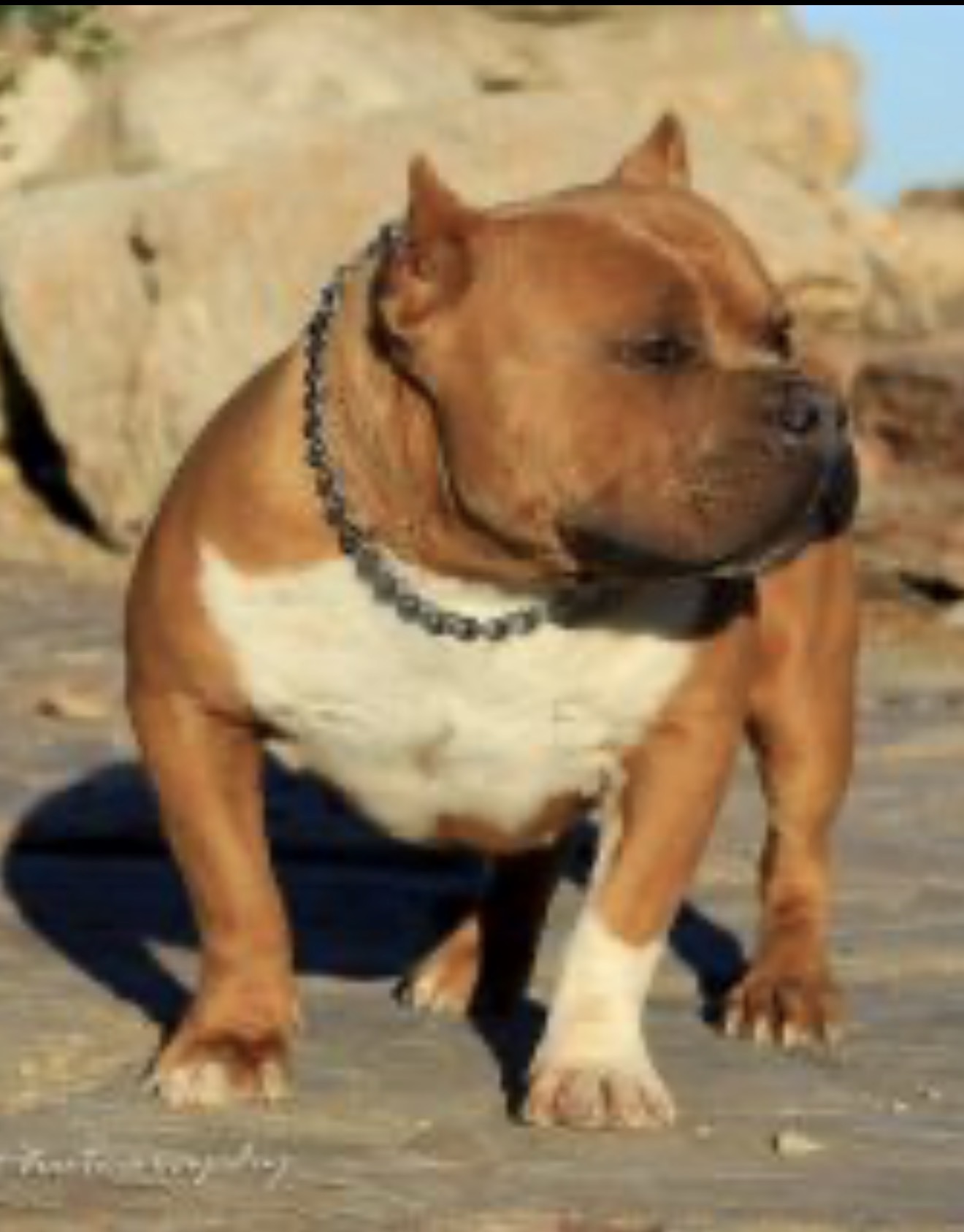 Dog Featured Image