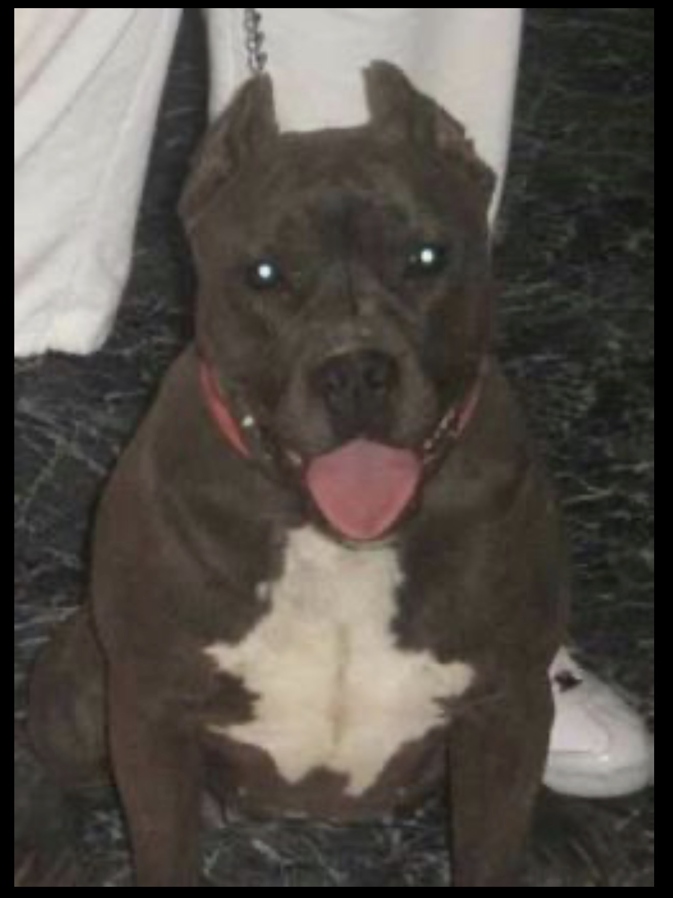 Dog Featured Image