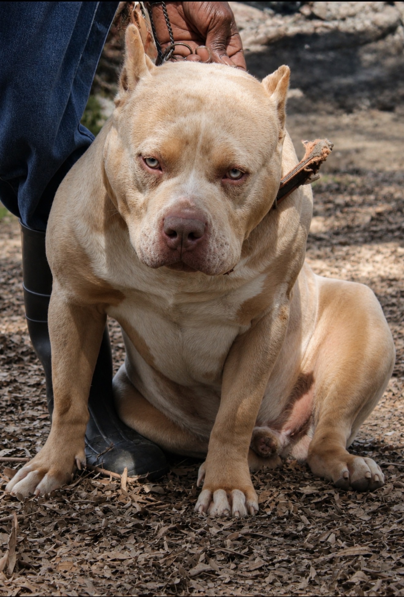 Dog Featured Image