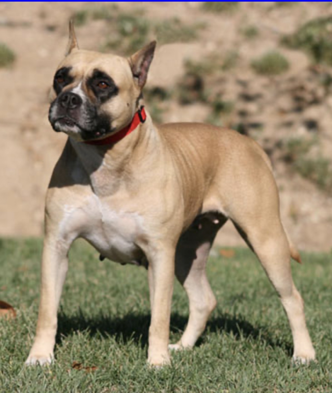 Dog Featured Image