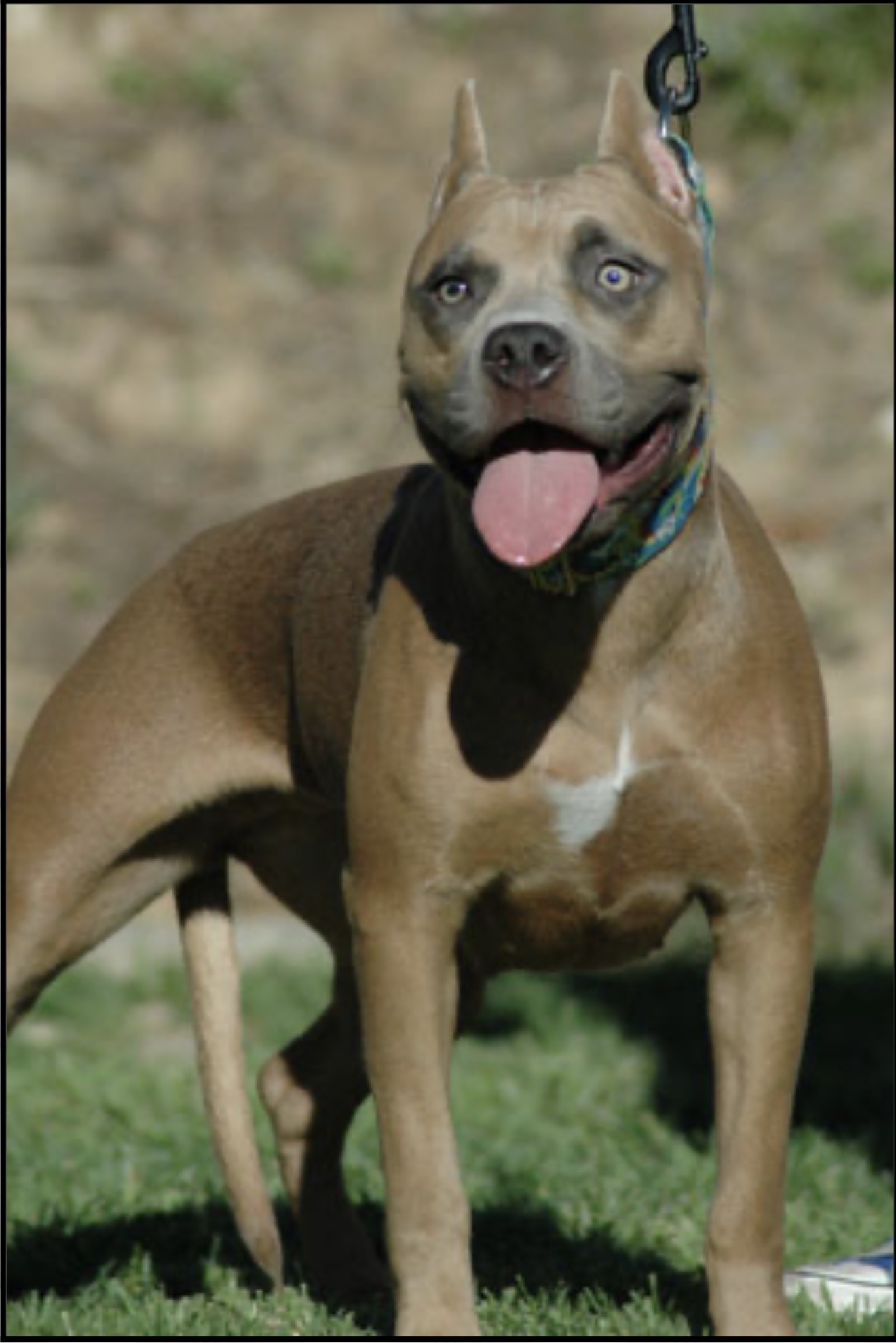 Dog Featured Image