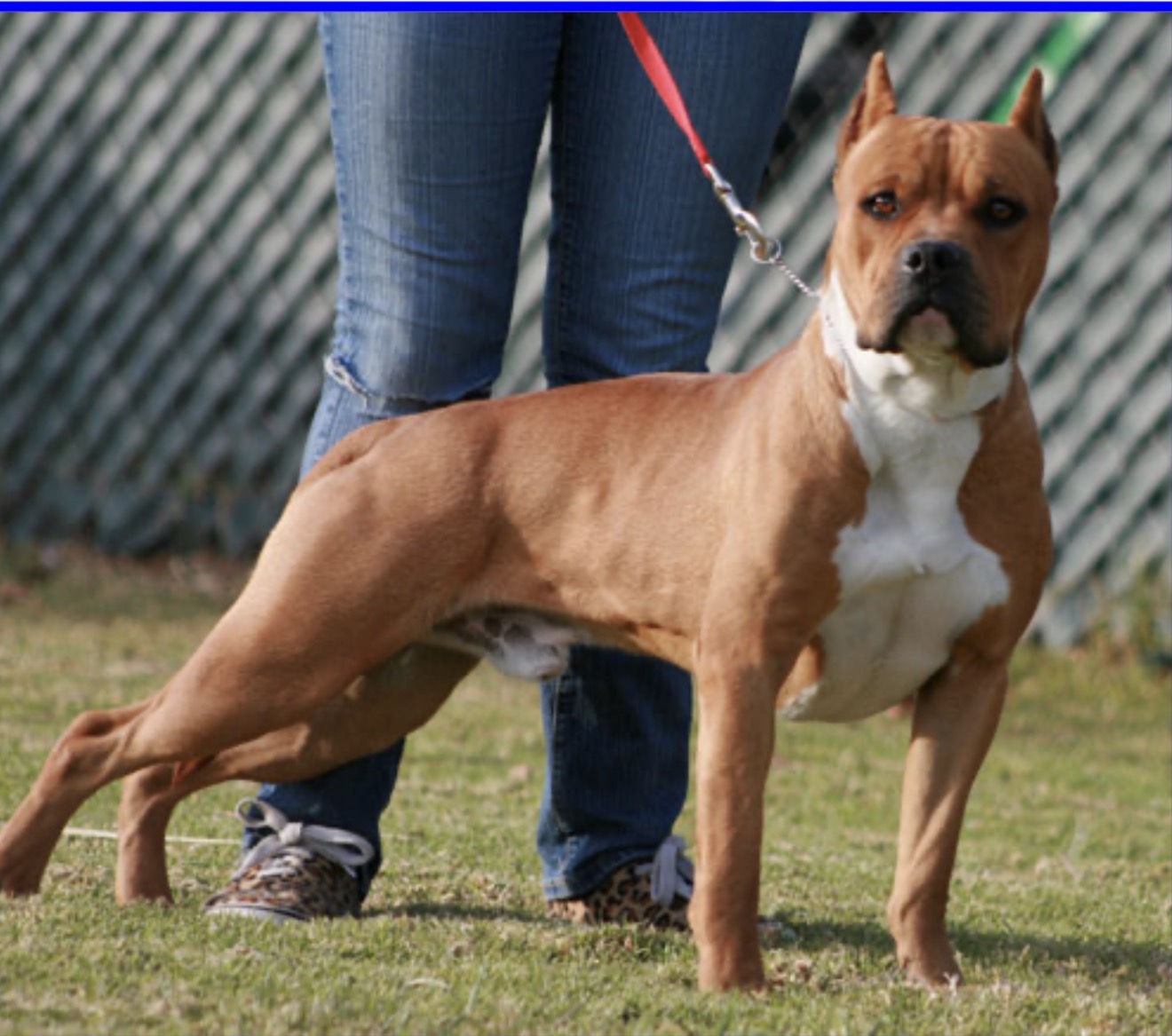 Dog Featured Image