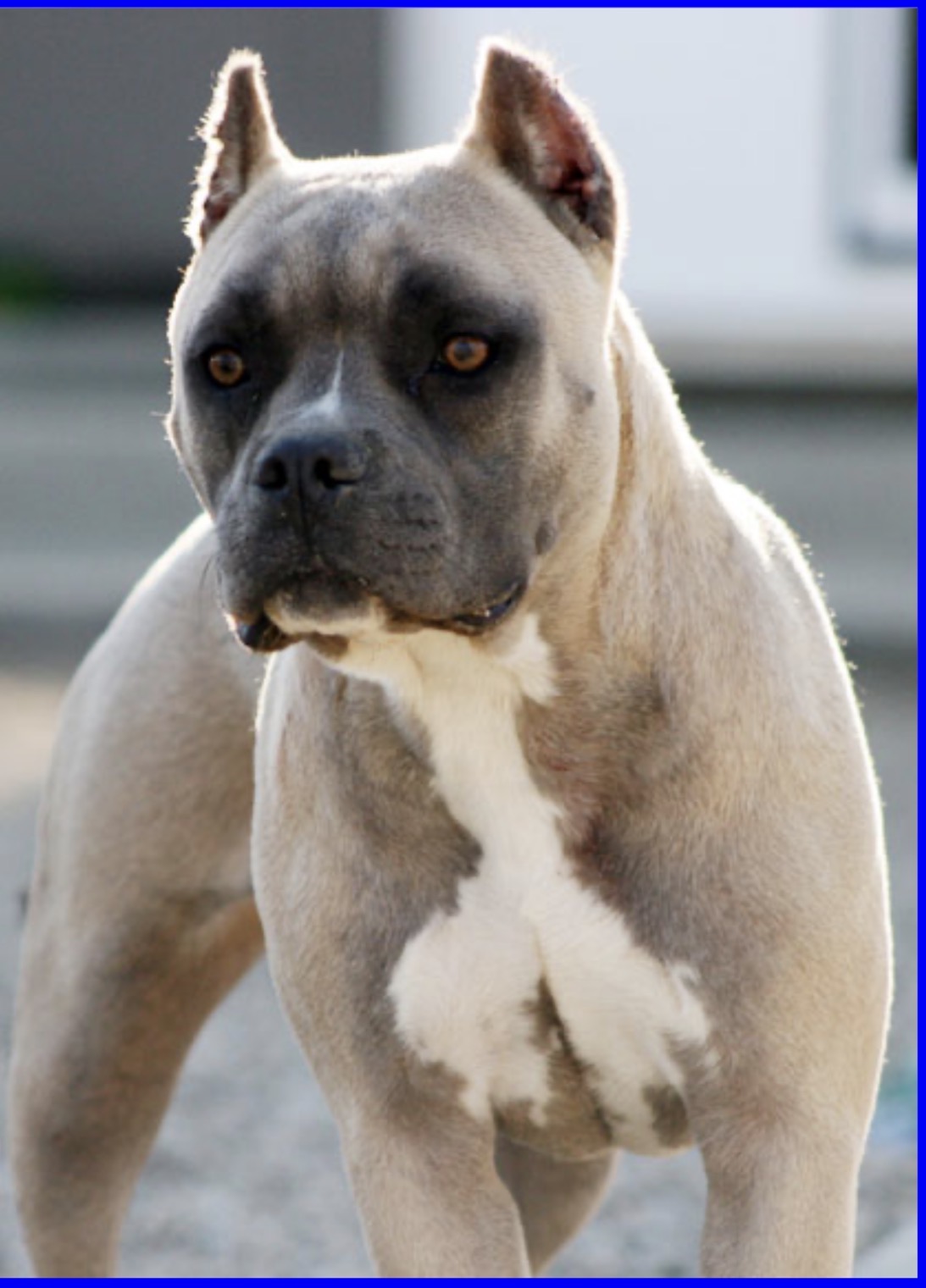 Dog Featured Image