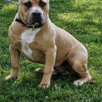 Dog Featured Image