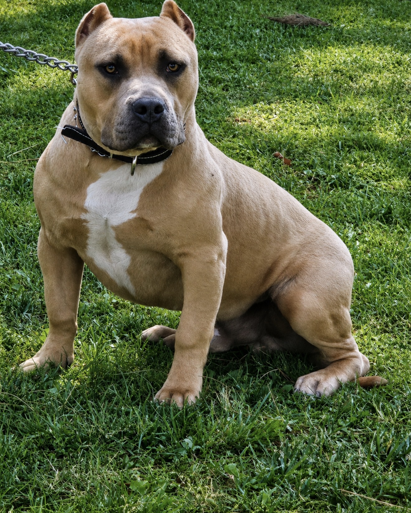 Dog Featured Image