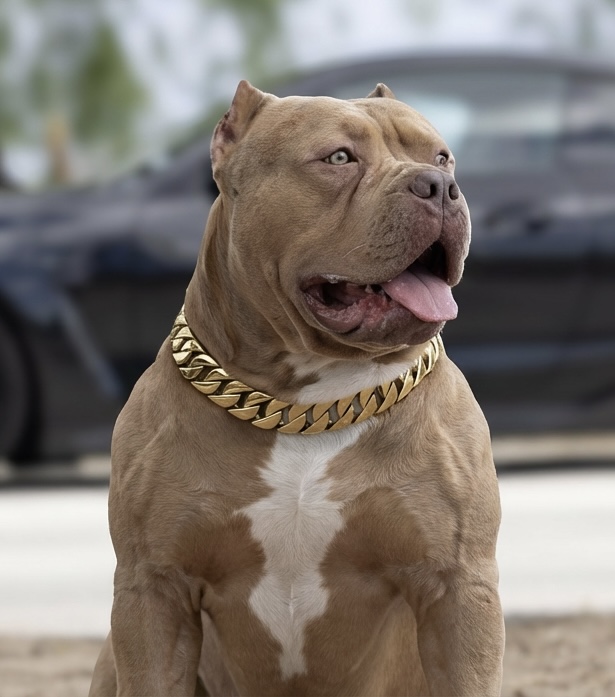 Dog Featured Image