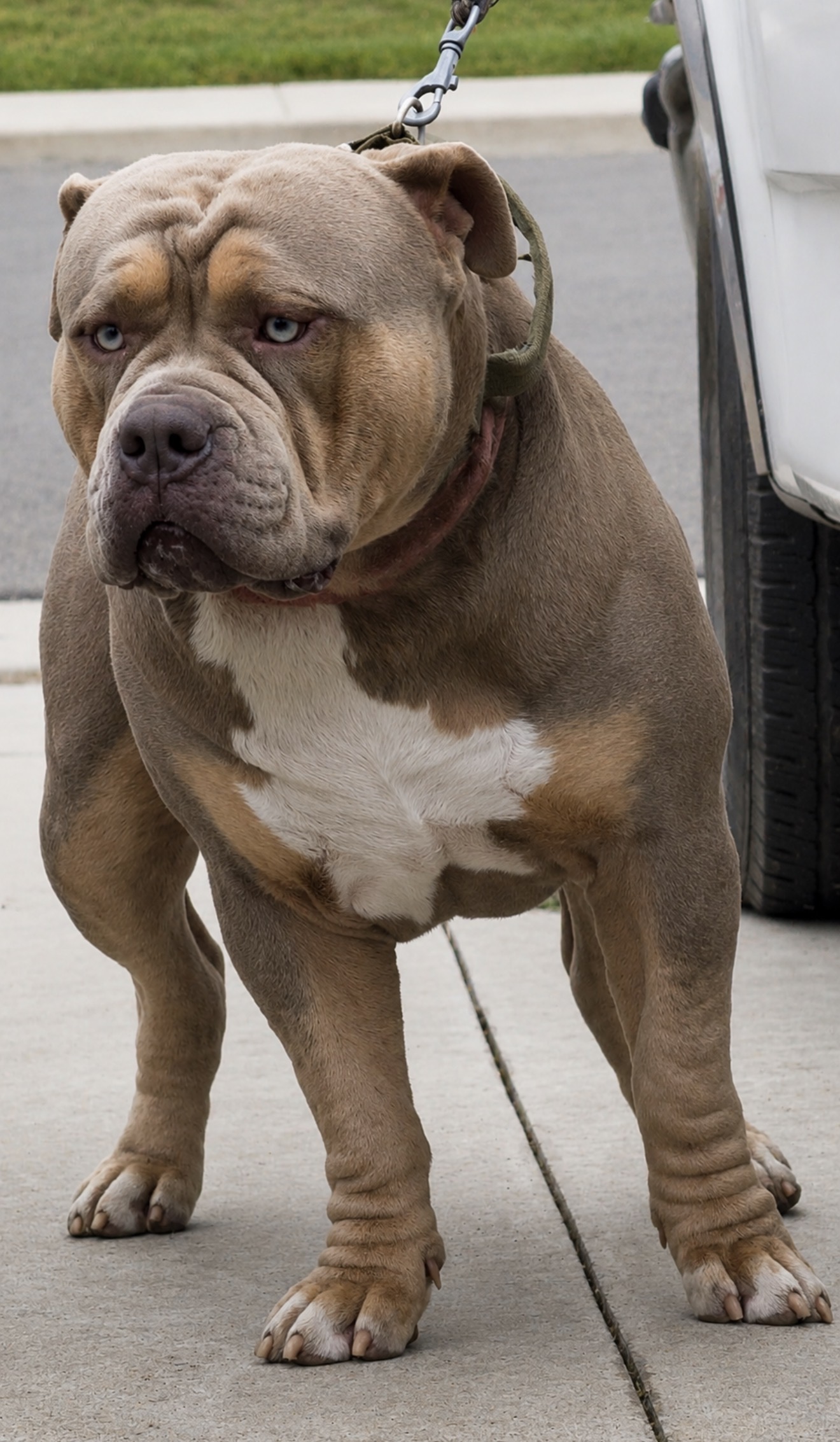 Dog Featured Image