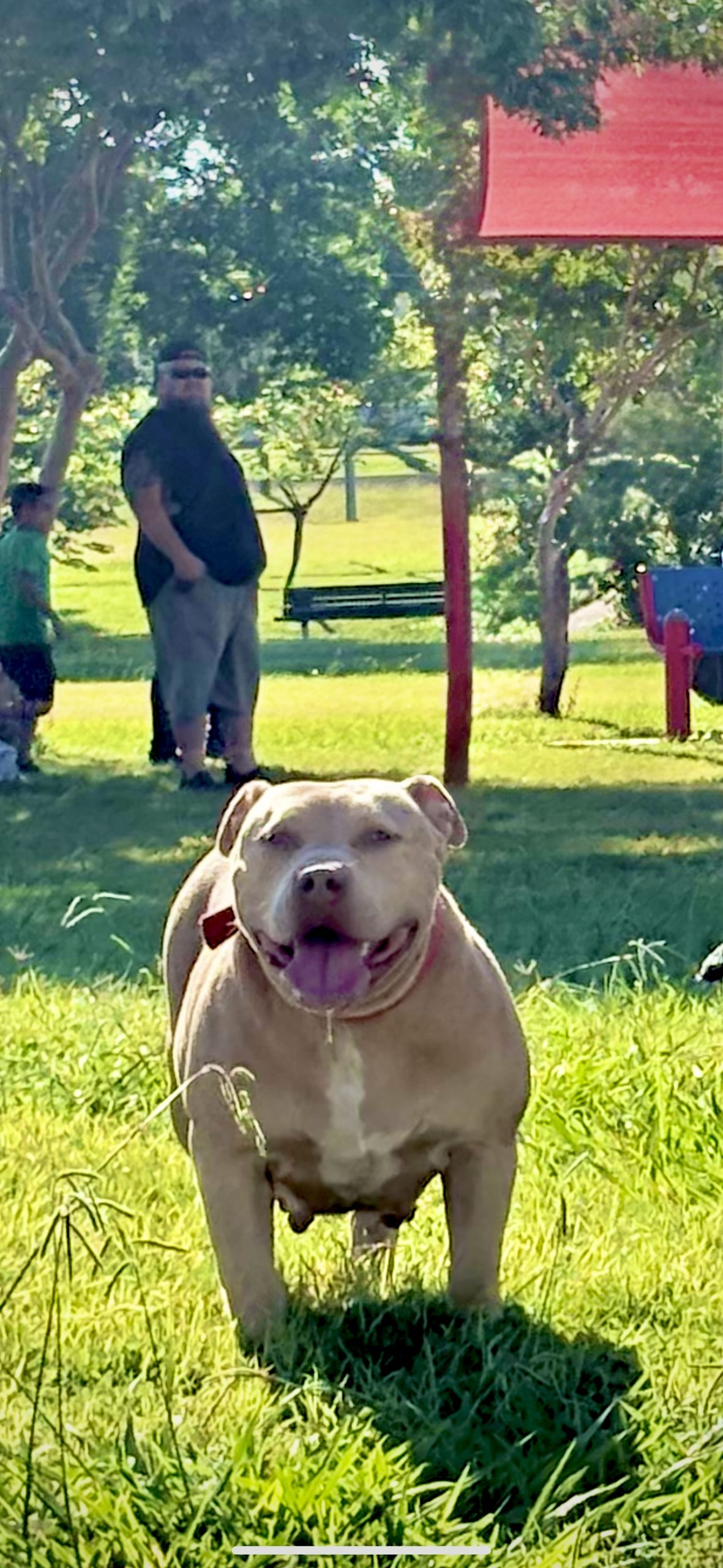 Dog Featured Image