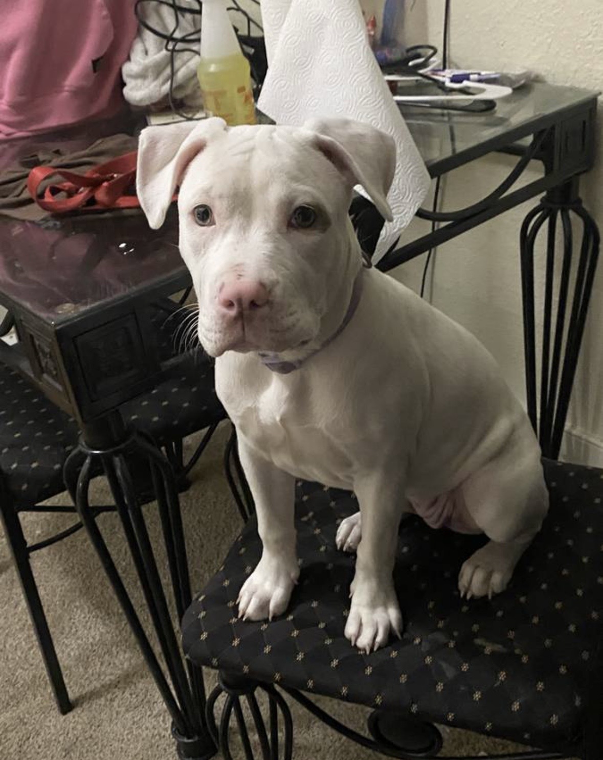 Dog Featured Image
