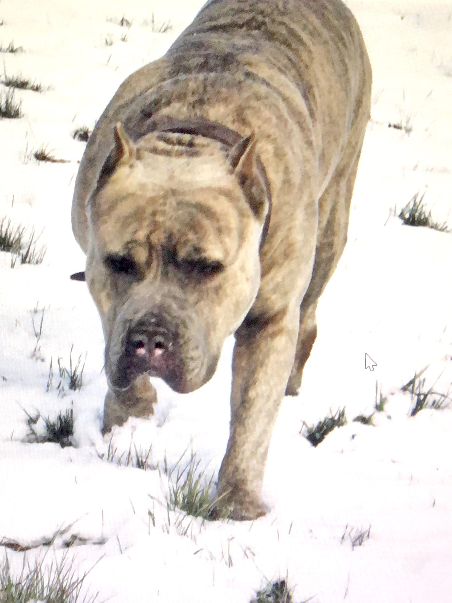 Dog Featured Image