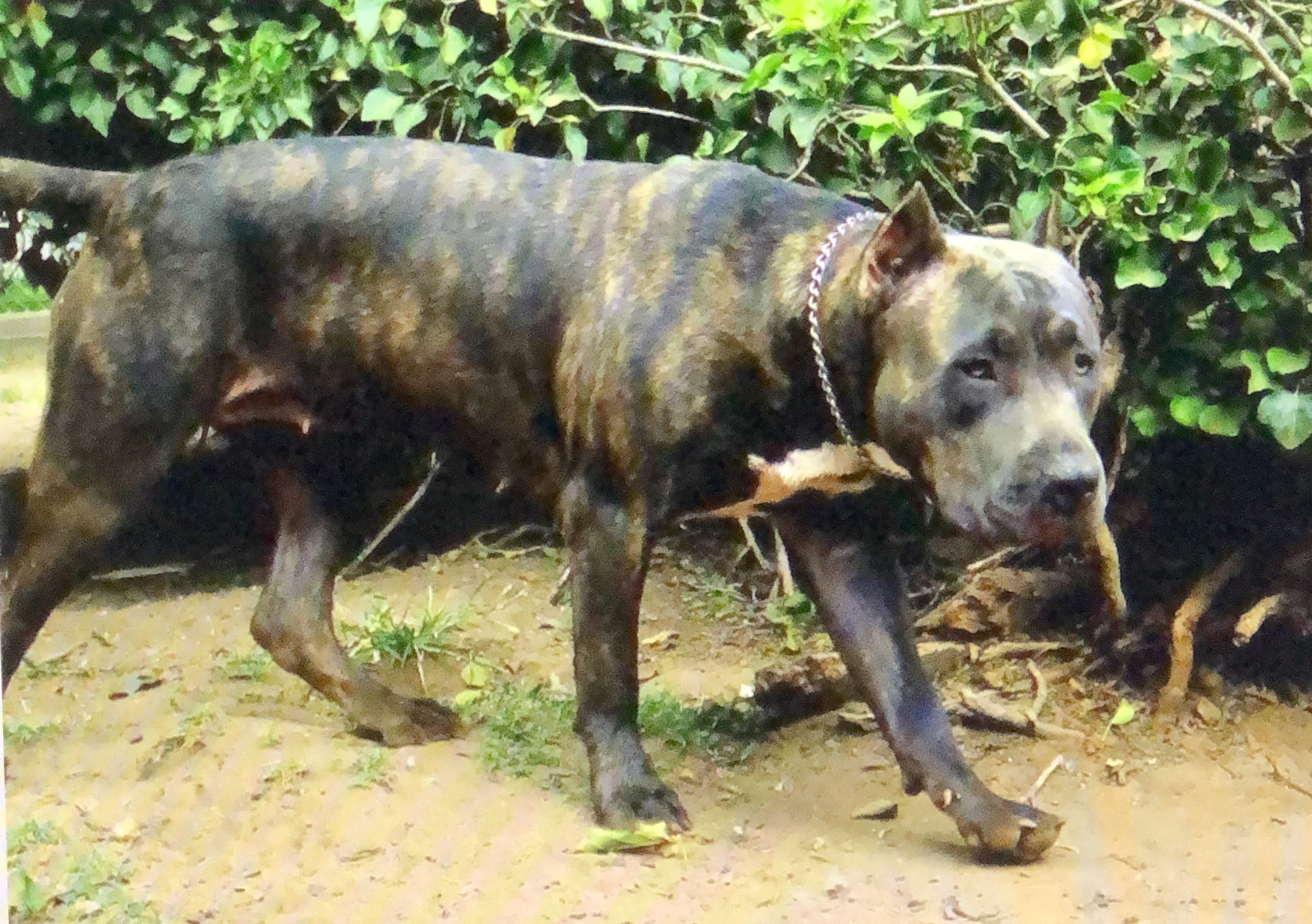 Dog Featured Image