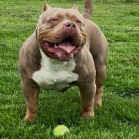 Dog Featured Image