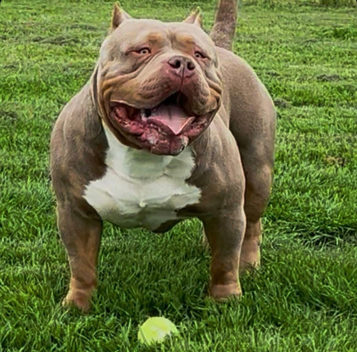 Dog Featured Image