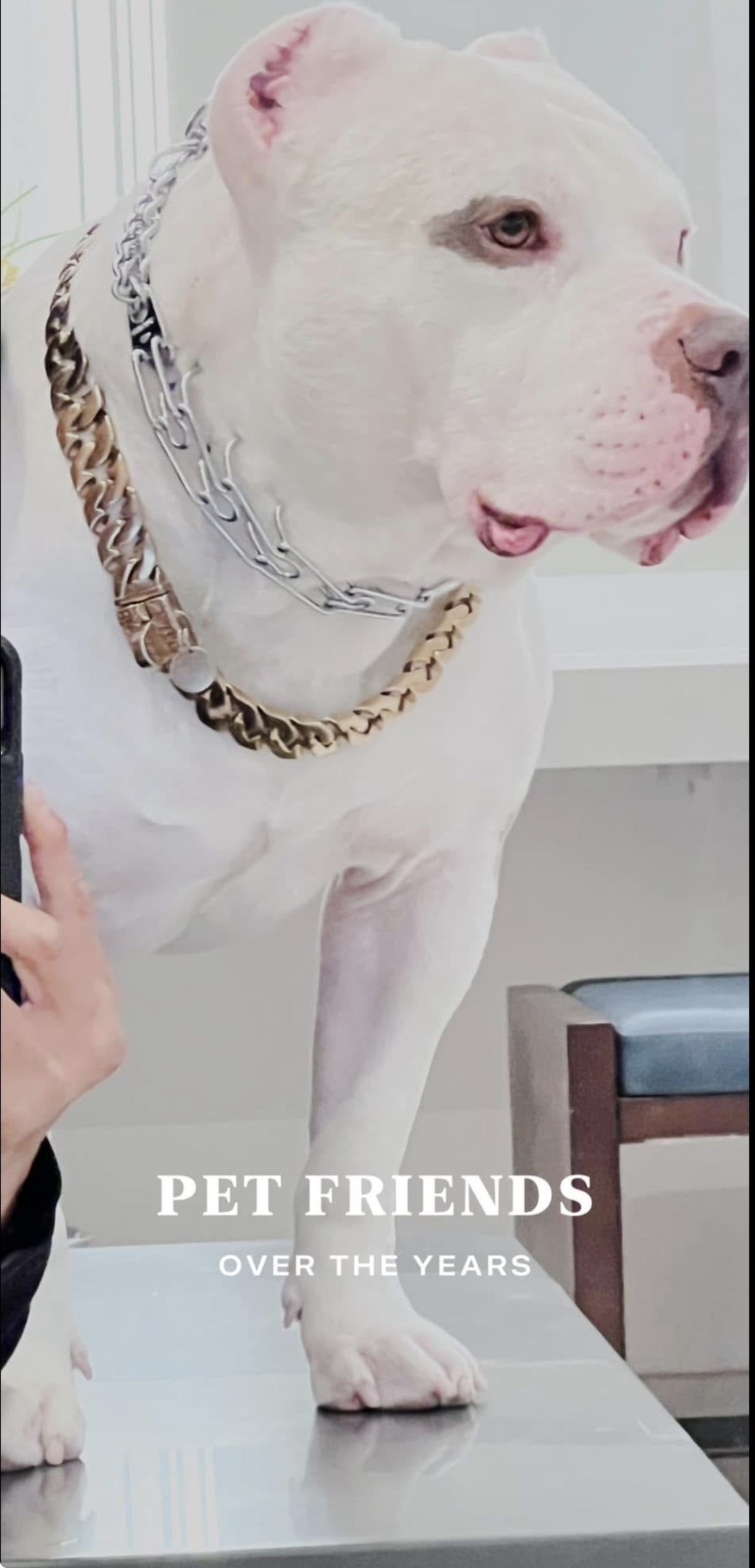 Dog Featured Image