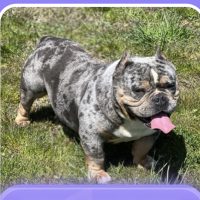 Stonelove Kennels Joker