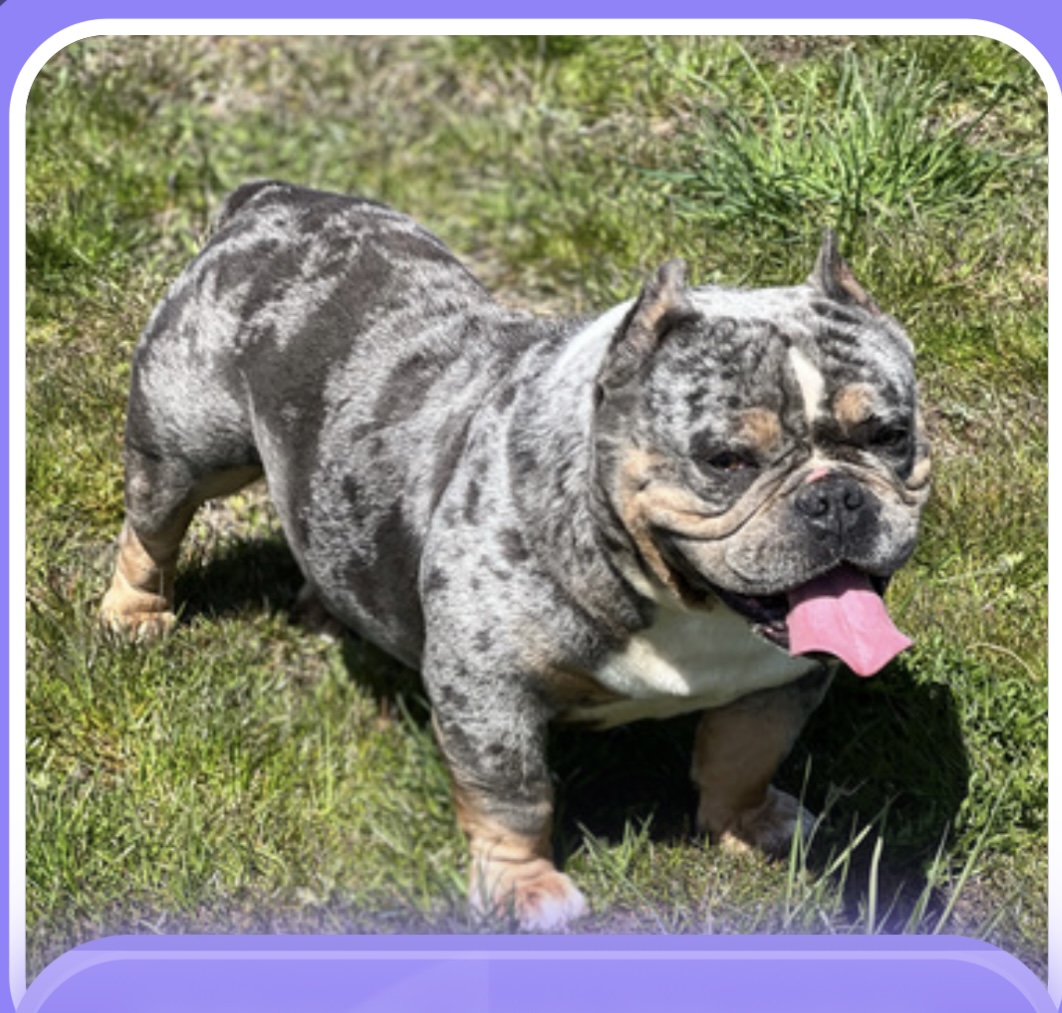 Dog Featured Image