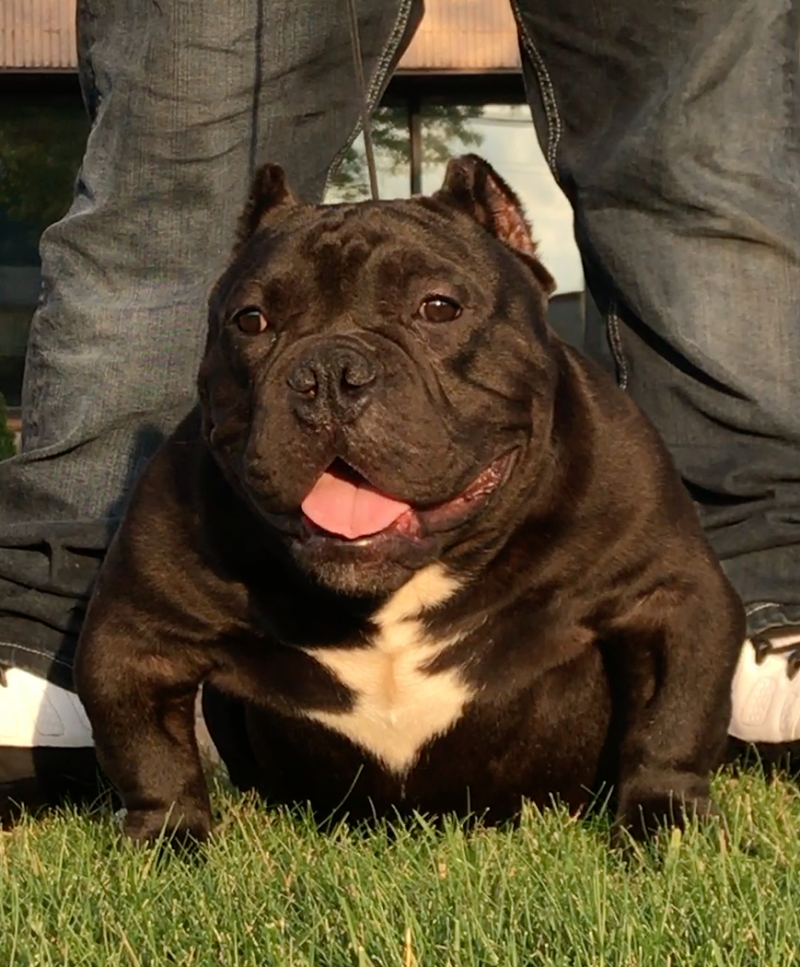 Dog Featured Image