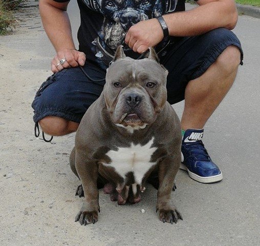 Dog Featured Image