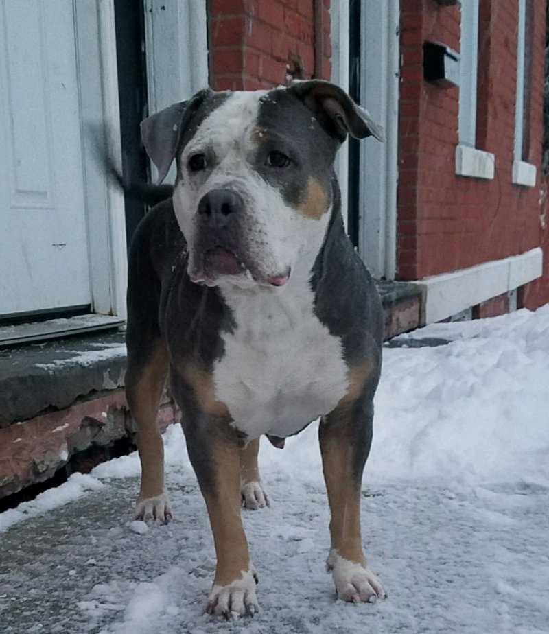 Dog Featured Image