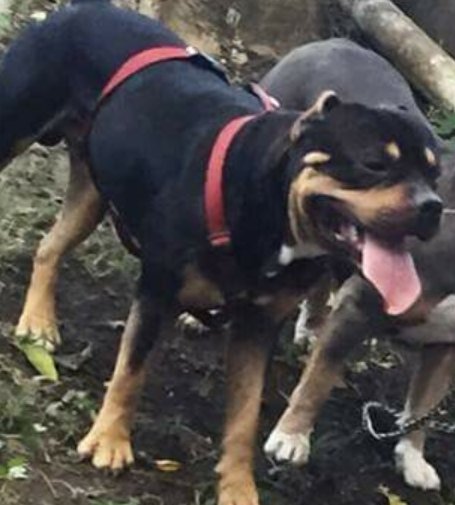 Dog Featured Image
