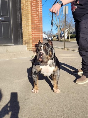 Dog Featured Image
